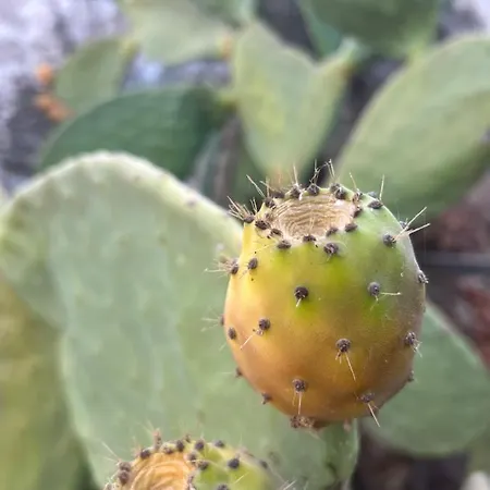 Otel Ada Capra Marmaris