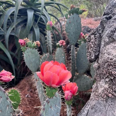 Ada Capra Hotell Marmaris